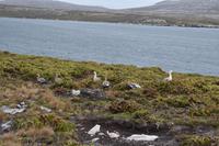 Falkland Inseln - Malvinas (15)