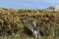 Falkland Inseln - Malvinas (22)