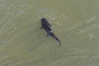 Iguazu Wasserfälle (12)