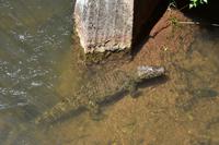 Iguazu Wasserfälle (19)