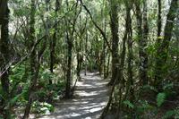 Nationalpark Vicente Perez Rosales