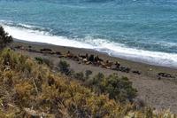 Valdes - Punta de Norte - Seelöwen