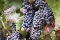 Weingut Chile - Casas del Bosque (2)