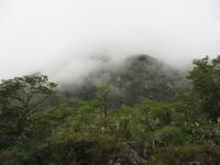 Chilenischer Regenwald