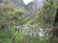 chilenischer Regenwald