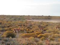 Guanacos