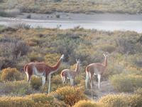 Guanacos