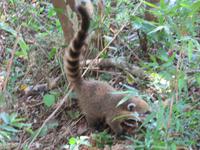 Nasenbär im Iguazu-Park