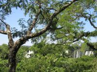 Argentinische Seite der Iguazu-Wasserfälle