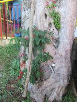 Brasilianische Seite der Iguazu Wasserfälle