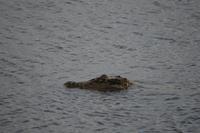 Iwokrama River Lodge - der 