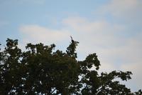 Iwokrama River Lodge