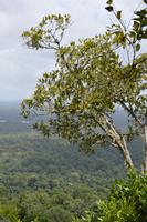 Iwokrama River Lodge - Blick vom Turtle Mountain auf den Regenwald