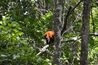 Iwokrama River Lodge - roter Brüllaffe