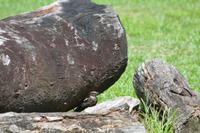 Iwokrama River Lodge - Nachtschwalben am Tag