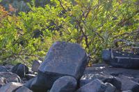 Iwokrama River Lodge - alte Steinschnitzereien, die vor den Stromschnellen warnen