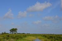 auf dem Weg nach Mahaica, Reisanbau und Auswirkungen der Regenwaldrodungen
