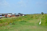auf dem Weg nach Mahaica, Reisanbau und Auswirkungen der Regenwaldrodungen