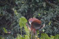 der Hoatzin. der Nationalvogel Guyanas