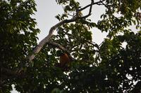 Mahaica - rote Brüllaffen in der Abendsonne mit Baby