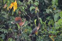 der Hoatzin. der Nationalvogel Guyanas