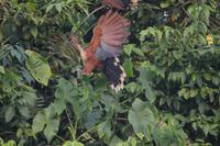 der Hoatzin. der Nationalvogel Guyanas