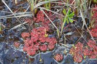 Kaieteur Fälle - fleischfressende Pflanzen