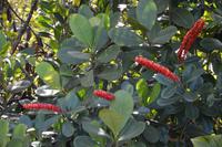 Kaieteur Fälle - ein botanisches Highlight!