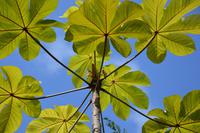 Kaieteur Fälle - ein botanisches Highlight!