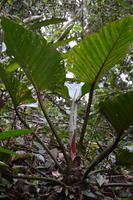 Kaieteur Fälle - ein botanisches Highlight!