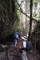 Kaieteur Fälle - auf dem Weg zu den Aussichtspunkten