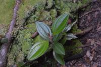 Kaieteur Fälle - ein botanisches Highlight!