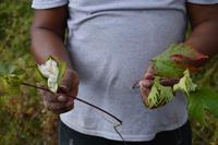 Powakka - wilde Baumwolle