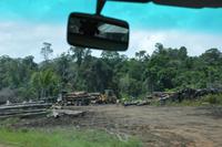 Abholzung und Abtransport von Regenwaldhölzern