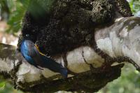 Berg en Dal - Grünrückentrogon am Termitennest