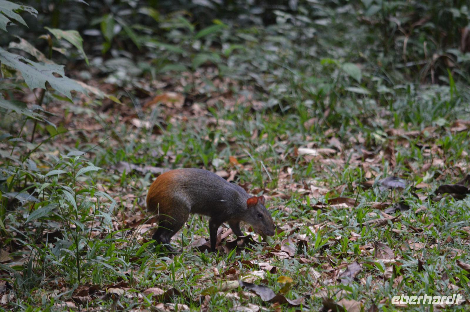 Berg en Dal - Goldaguti