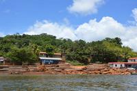 Abholzung und Abtransport von Regenwaldhölzern