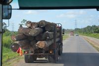 Abtransport von Regenwaldhölzern