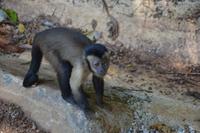 Île Royal - Kappuzineraffe