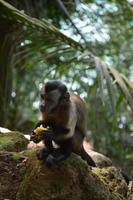 Île Royal - Kappuzineraffe