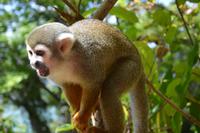 Île Royal - Totenkopfäffchen