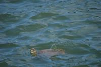 Île Royal - Karettschildkröte