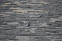 Cayenne - Abendstimmung am Strand
