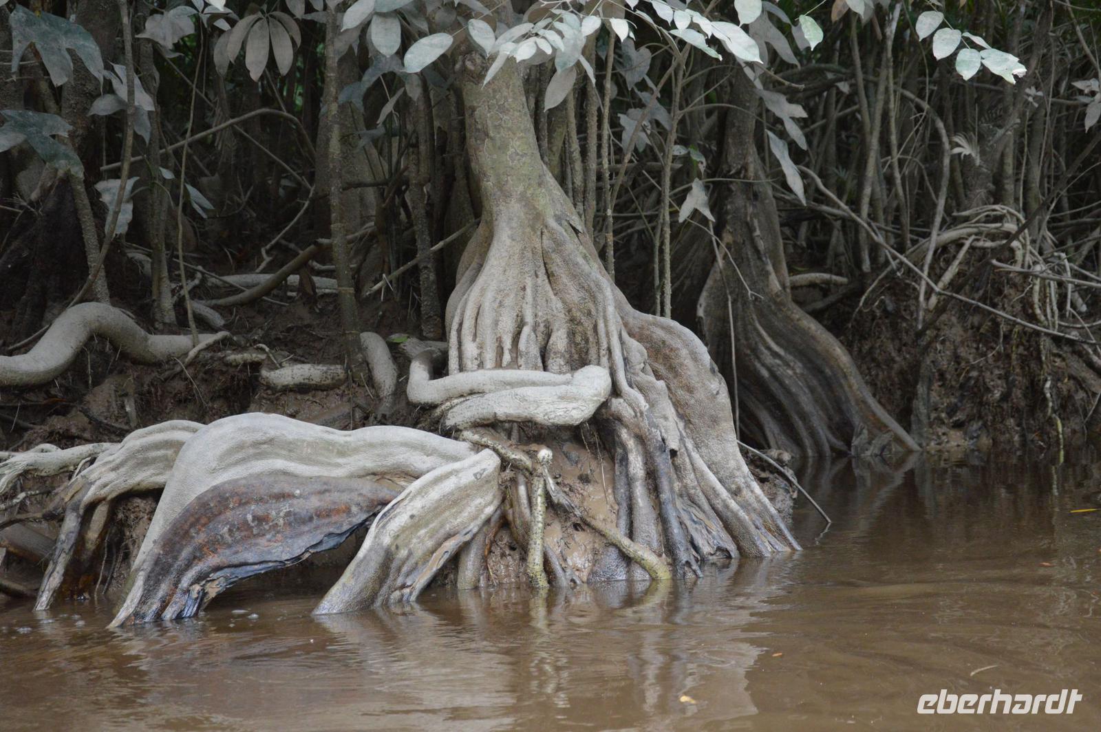 Crique Gabrielle - fantastische Brettwurzeln
