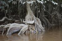 Crique Gabrielle - fantastische Brettwurzeln