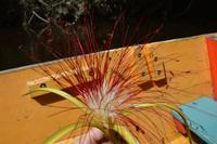 Crique Gabrielle - Kakaoblüte