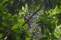 Crique Gabrielle - Guyana Trogon
