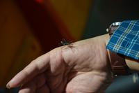 Crique Gabrielle - Raubwanze