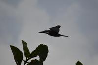 Sümpfe von Kaw - Rieseneisvogel