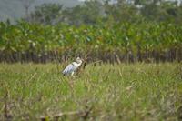 Sümpfe von Kaw - Cocoi Reiher mit Fisch